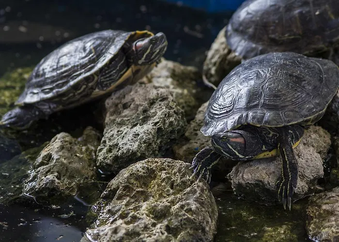 Pensión Coral Obzor